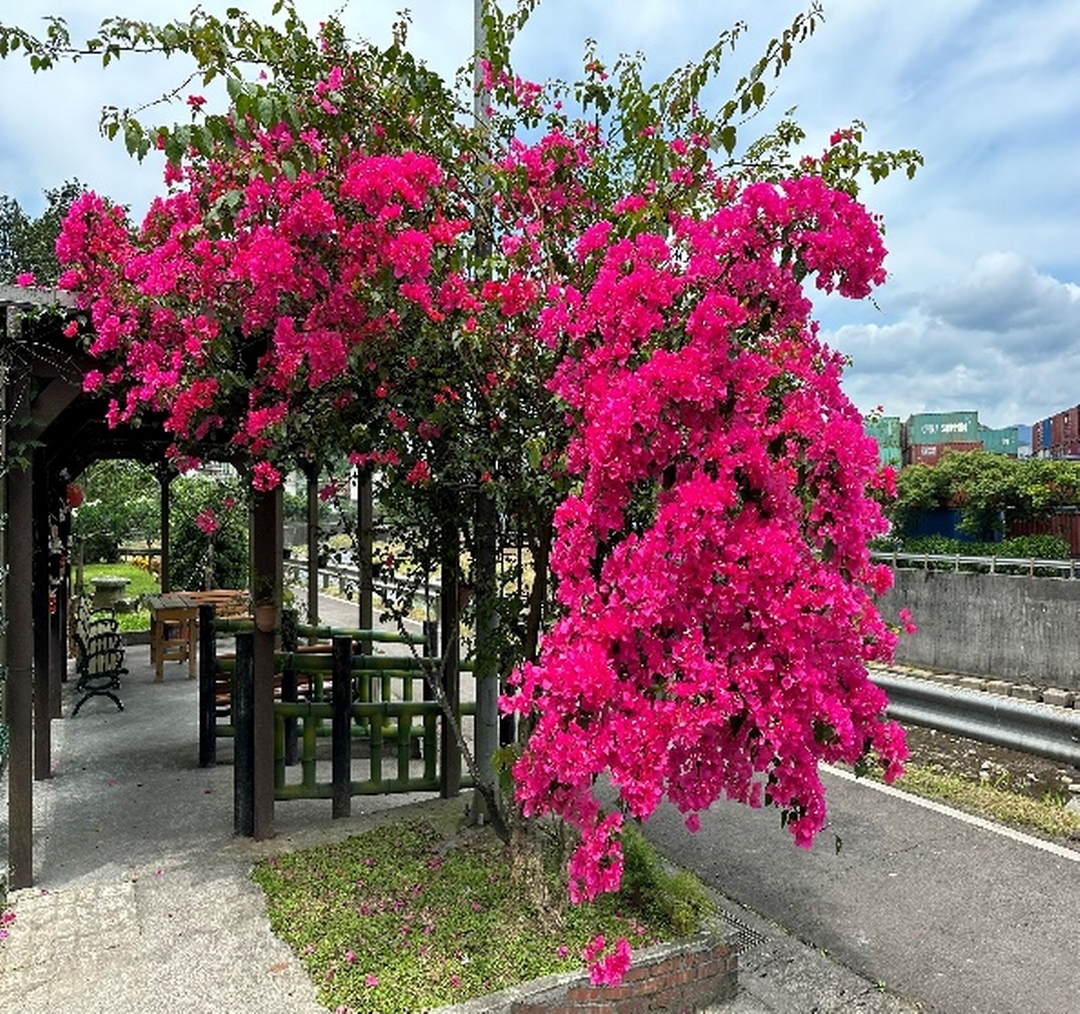 大安街綠地(共2張)