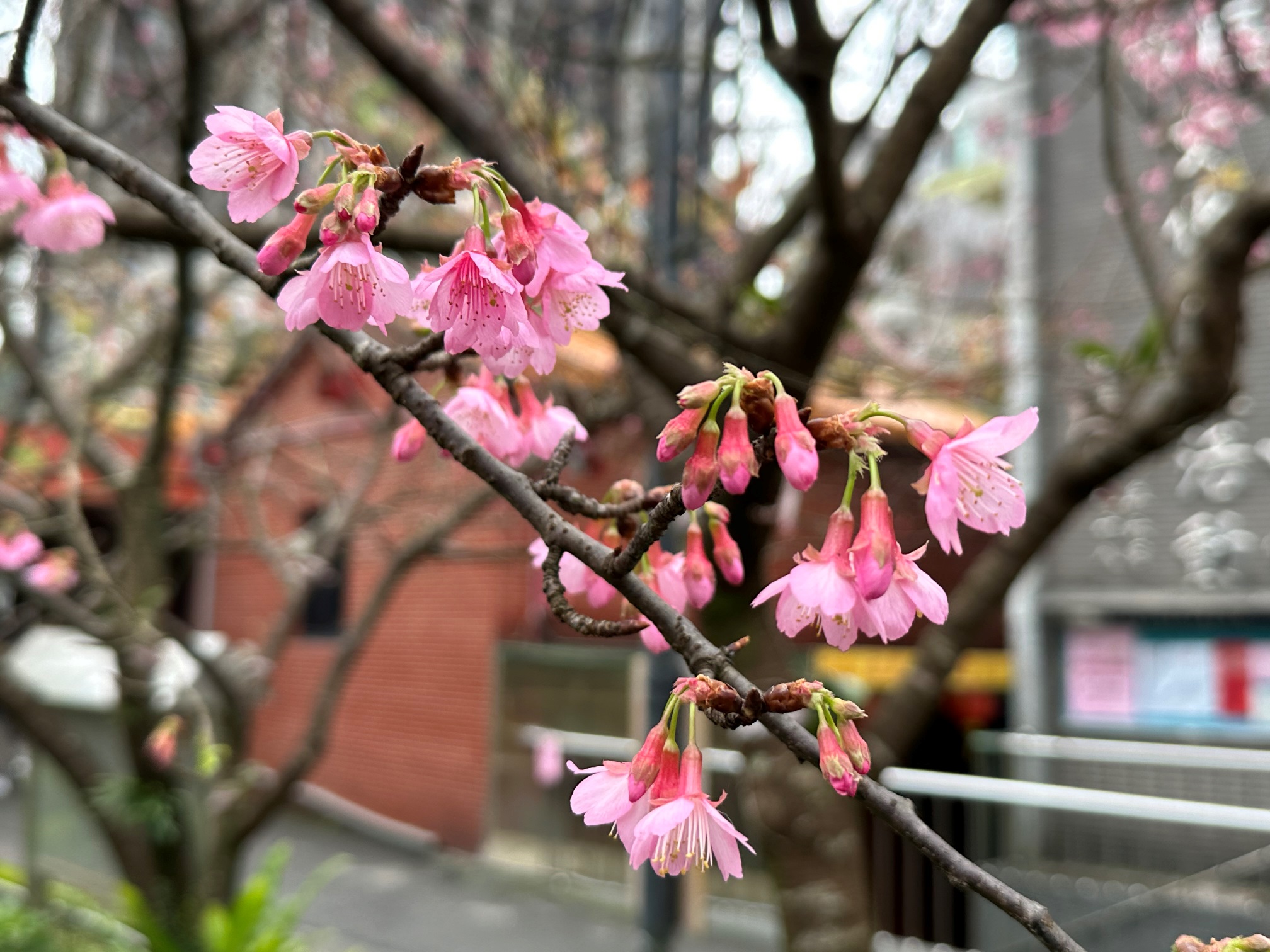 112年櫻花季照片1