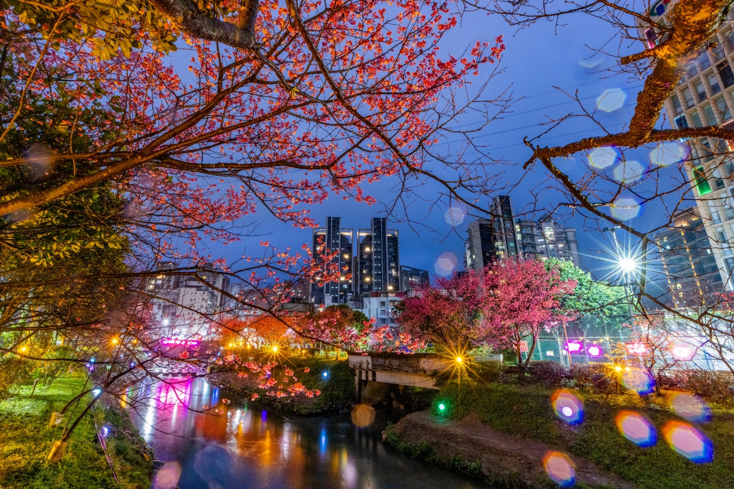 114年度文化櫻花季得獎作品-2